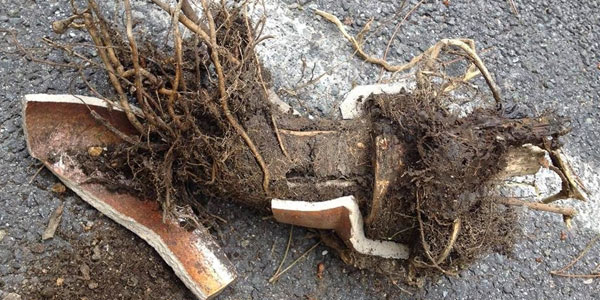 Common causes of a Bristol blocked Drain by Ams Drains Common causes of a Bristol blocked Drain by Ams Drains