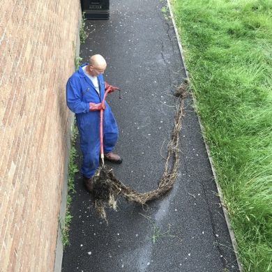 tree root damage drain
